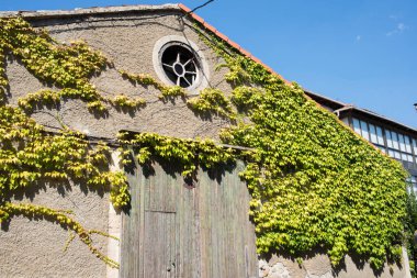Ahşap kapılı eski bir ahır ve duvarlara tırmanan güzel bir sarmaşık. Yuvarlak pencere. Medina de Pomar, Merindades, Burgos, İspanya, Avrupa