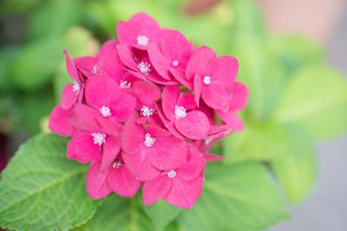 Çok güzel pembe bir çiçeğin yakın plan fotoğrafı. Etrafta yeşil yapraklar var. Bahçe etkinliği