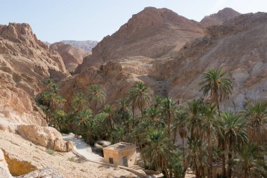 Hurmalıkların arasında güzel bir yürüyüş. Chebika, Tunus. Chebika, Cezayir sınırına yaklaşık 8 km uzaklıkta..