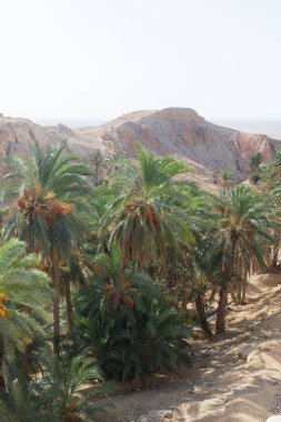 Meyveleri salkımlı hurma ağaçları. Chebika, Tunus. Chebika lezzetli flörtleriyle tanınır..