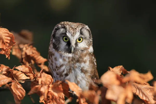 Boreális Bagoly Aegolius Funereus Bükkfaágon Ült Színes Erdőben Tipikus Kis — Stock Fotó