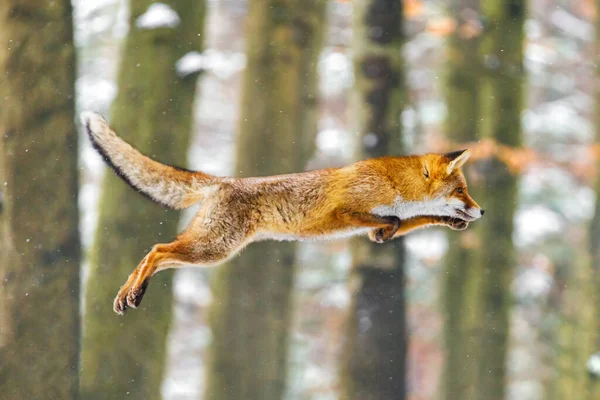 Vossenvlucht Rode Vos Vulpes Vulpes Springend Het Winterbos Oranje Bontjas — Stockfoto