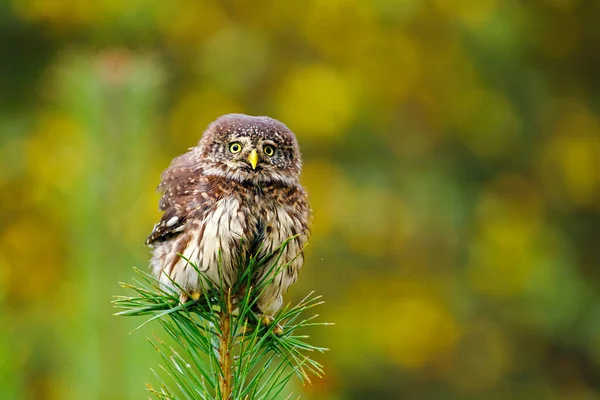 Coruja Fofa Coruja Pigmeu Eurasiática Glaucidium Passerinum Empoleirado Enfardamento Topo — Fotografia de Stock