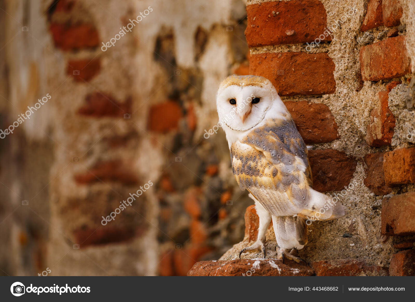 자리잡고 Tyto Alba 올빼미입니다 얼굴은 모양이고 아름다운 서식지의 새입니다 도시의 — 스톡 사진 © vaclavmatous  #443468662, image size:1600x1167
