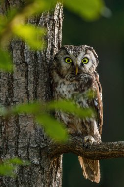 Gün doğumunda baykuş. Boreal baykuş, Aegolius funereus, dala tünemişti. İlk güneş ışınlarında büyük sarı gözlü tipik küçük baykuş. Tengmalm baykuşu olarak bilinir. Habitat Avrupa, Asya, N. Amerika.