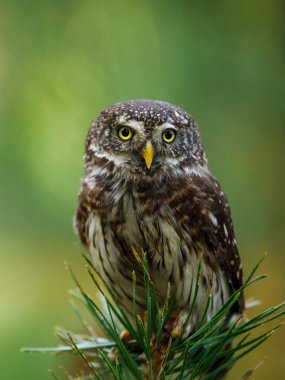 Avrasya pigme baykuşu, çam ağacının tepesine tünemiş Glaucidium passerinum. Avrupa 'daki en küçük baykuş. Güzel yırtıcı kuş yeşil bulanık arka planda izole edilmiş. Doğadan vahşi yaşam sahnesi.