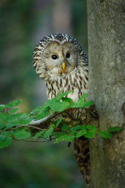 Ural baykuş, Strix uralensis, kayın ormanında. Baykuş dala tünedi ve ağaç gövdesinin arkasından dışarı baktı. Doğada güzel gri baykuş var. Vahşi yaşam sahnesi. Yırtıcı kuş tünemiş yeşil yapraklarda.