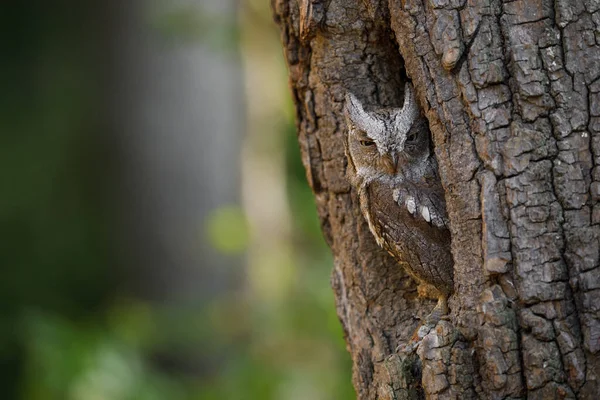 Ευρωπαϊκή Κουκουβάγια Otus Scops Στην Τρύπα Των Δέντρων Ξημέρωμα Μικρή — Φωτογραφία Αρχείου