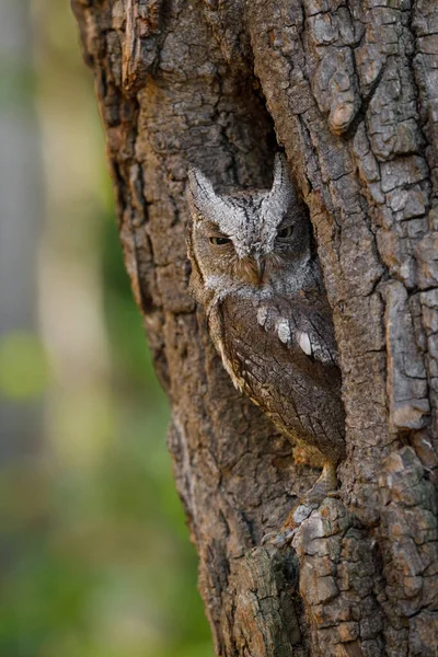 Європейська Сова Otus Scops Дуплі Світанку Маленька Сова Визирає Багажника — стокове фото