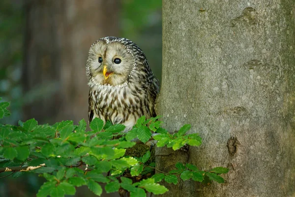 Ural Owl Strix Uralensis Perched Branch Green Leaves Peeks Out — Stock Photo, Image