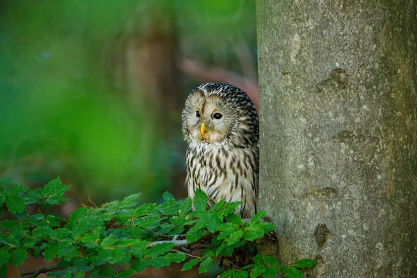 Ural Owl Strix Uralensis Beech Forest Owl Perched Branch Peeks — Stock Photo, Image