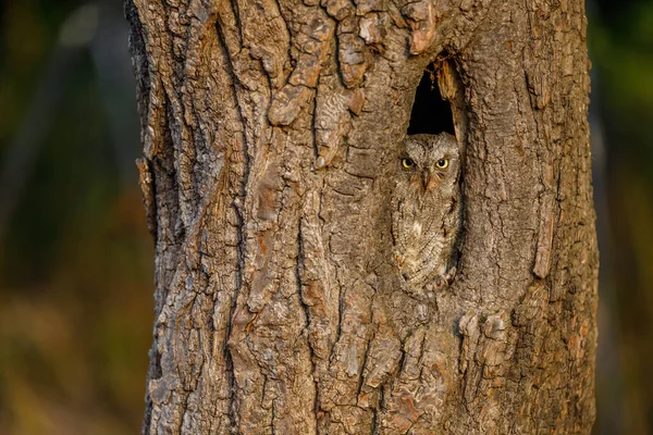 Κρυμμένη Ευρωπαϊκή Κουκουβάγια Otus Scops Στην Τρύπα Των Δέντρων Ξημέρωμα — Φωτογραφία Αρχείου