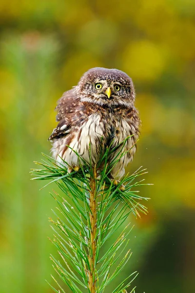 Bolyhos Bagoly Eurázsiai Törpe Bagoly Glaucidium Passerinum Ültetett Balacing Fenyő — Stock Fotó