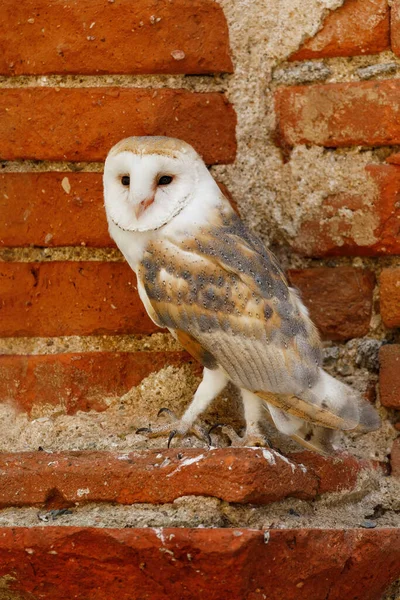 Barbagianni Tyto Alba Arroccato Vecchio Muro Mattoni Gufo Con Faccia — Foto Stock