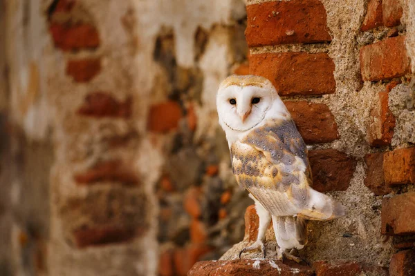 Coruja Celeiro Tyto Alba Empoleirada Velha Parede Tijolos Coruja Com — Fotografia de Stock