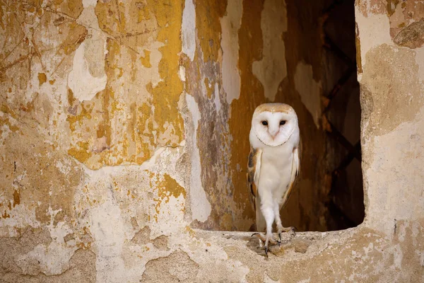 Barn Owl Tyto Alba Peeks Out Window Old Peeling Brick — Stock Photo, Image