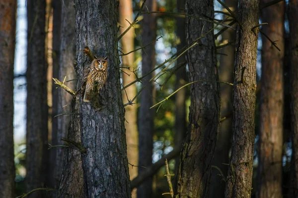 Búho Bosque Búho Orejas Largas Asio Otus Posado Sobre Pino — Foto de Stock