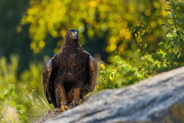 Steinadler Aquila Chrysaetos Thront Auf Stein Hintergrund Grüner Wald Adler — Stockfoto