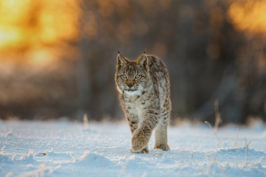 Luchs, dondurucu güneşin doğuşunda. Genç Avrasyalı vaşak, Luchs vaşak, soğuk bir sabah karda yürür. Kışın doğadaki güzel vahşi kedi. Doğal ortamdaki yırtıcı hayvan. Benekli turuncu kürklü bir hayvan..