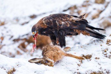 Avını yakalamış bir avcı. Altın kartal, Aquila chrysaetos, öldürülen tavşanın göz yaşı kemiği. Karlı dağlarda kartal. Güzel vahşi doğada görkemli bir yırtıcı kuş. Aç yırtıcı. Avrupa 'dan kış yaban hayatı.