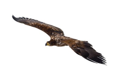 Kartal uçuşu beyaz arka planda izole edildi. Beyaz kuyruklu kartal, Haliaeetus albicilla, geniş kanatlı uçar. Görkemli kuş avı. Deniz Kartalı Avrupa 'daki en büyük kartaldır..