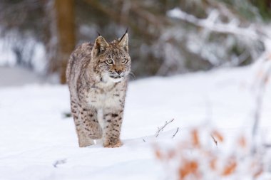 Kışın Luchs. Genç Avrasyalı vaşak, Lynx vaşak, karlı kayın ormanlarında yürüyor. Doğadaki güzel vahşi kedi. Benekli turuncu kürklü şirin bir hayvan. Soğuk bir günde yırtıcı hayvan. Yırtıcı hayvan yaşam alanında.