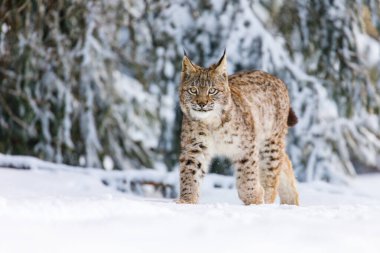 Kışın Luchs. Genç Avrasyalı vaşak, Lynx vaşak, karlı ormanda yürüyor. Doğadaki güzel vahşi kedi. Benekli turuncu kürklü şirin bir hayvan. Soğuk bir günde yırtıcı hayvan. Yırtıcıyı yaşam alanında avlamak.