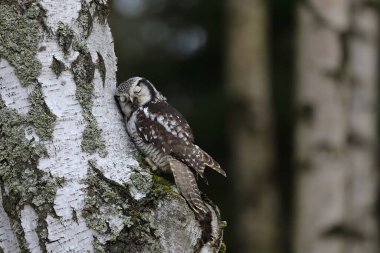 Kuzey şahin baykuşu, Surnia ululası, huş ağacının gövdesine tünemiş uyuyor gibi görünüyor. Birkaç diurnal baykuştan biri. Doğadan vahşi yaşam sahnesi. Kuzey Avrupa ve Kuzey Amerika Taygası.