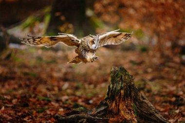 Baykuş uçuyor. Uzun kulaklı baykuş, Asio otus, renkli turuncu ormandaki çürük kütüğe iniyor. Doğada sonbahar. Koyu kayın ormanındaki kırmızı yapraklı yırtıcı kuş. Doğadan vahşi yaşam fotoğrafı..