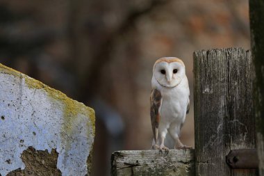 Çiftlik baykuşu, Tyto Alba, köhne kır evinin önündeki eski ahşap çite tünemiş. Kalp şeklinde yüzü olan bir kuş. Şehir habitatından vahşi yaşam sahnesi. Çek Cumhuriyeti.