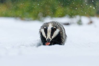 Porsuk avlamak. Avrupalı porsuk, Meles Meles, karda koşuyor ve pembe patisini gösteriyor. Kışın vahşi bir hayvan. Canavar, ormanda kar yağarken avını kokluyor. Habitat Avrupa, Batı Asya.