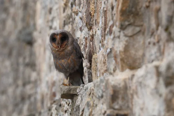 Barn Owl Tyto Alba Black Dark Form Stone Wall Habitat — Stock Photo, Image