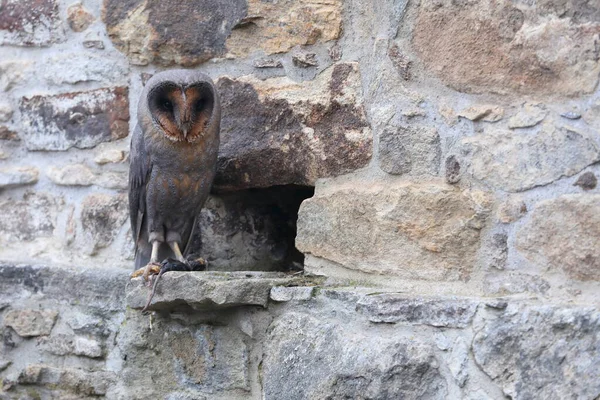 Barn Owl Tyto Alba Black Dark Form Stone Wall Habitat — Stock Photo, Image