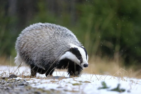 Avrupa porsuğu, Meles Meles, kış ormanlarında koşuyor. Siyah ve beyaz çizgili hayvan, karlı çimlerde koklar. Kar yağışı altında canavar avlamak. Doğadan vahşi yaşam sahnesi. Habitat Avrupa, Batı Asya.