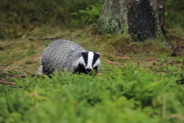 European Badger Meles Meles Green Forest Rain Snow Animal Looking — Stock Photo, Image