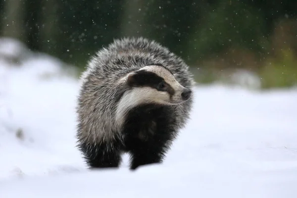 European Badger Meles Meles Looking Food Forest Snowfall Hunting Animal — Stock Photo, Image