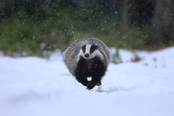 European Badger Meles Meles Fast Run Forest Snowfall Hunting Animal — Stock Photo, Image