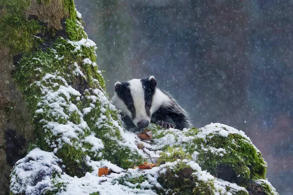 European badger, Meles meles, in snowy forest. Cute badger peeks out from behind mossy stump during heavy snowfall. Wild animal in winter. Wildlife in nature habitat. Black and white striped beast.