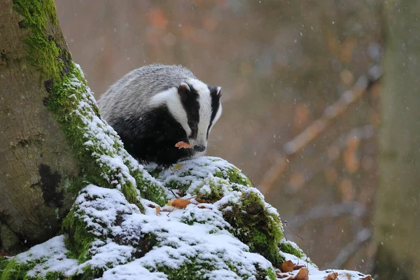 Европейский Барсук Мелес Тает Лесу Время Снегопада Животное Ищет Пищу — стоковое фото