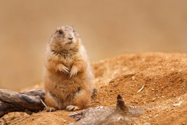 Kara kuyruklu çayır köpeği, Cynomys Ludovicianus, kumda oyuğun yakınında oturuyor ve etrafa bakıyor. Doğa habitatında yer sincabı. Vahşi yaşam sahnesi. Hayvan alarmda. Kuzey Amerika 'dan tatlı kemirgen..