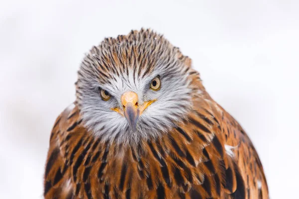 Winter portrait of red kite, Milvus milvus, isolated on natural white background. Endangered bird of prey with red feather. Cute bird with beautiful eyes and snowflakes on feather. Wildlife nature.