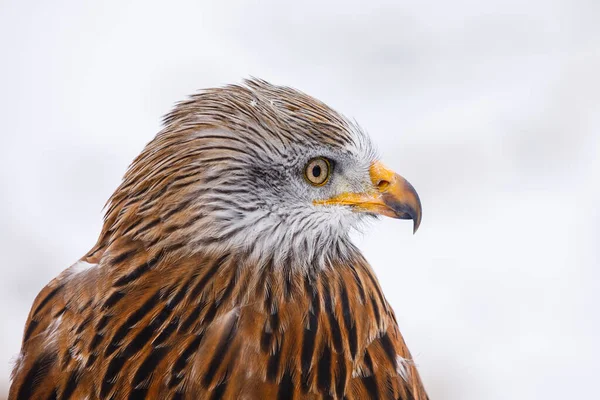 Winter portrait of red kite, Milvus milvus, isolated on natural white background. Endangered bird of prey with red feather. Cute bird with beautiful eyes and snowflakes on feather. Wildlife nature.