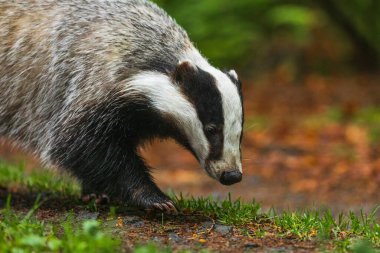 Renkli sonbahar ormanlarında porsuk. Avrupa porsuğu Meles Meles 'in portresi, avını kokluyor. Doğada yağmurlu bir gün. Sonbahardaki vahşi yaşam sahnesi. Siyah beyaz çizgili bir hayvan. Gececi vahşi hayvan..