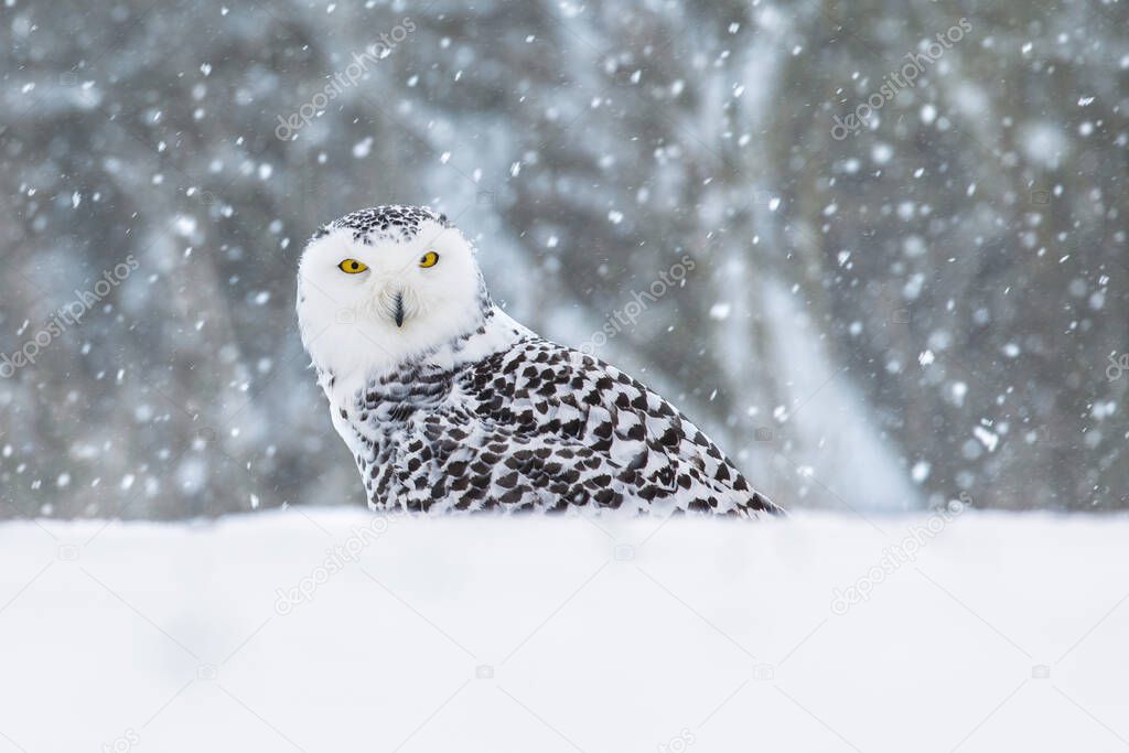 Snowy owl, Bubo scandiacus, perched in snow during snowfall. Arctic owl surrounded by snowflakes. Beautiful white polar bird with yellow eyes. Winter in wild nature habitat.