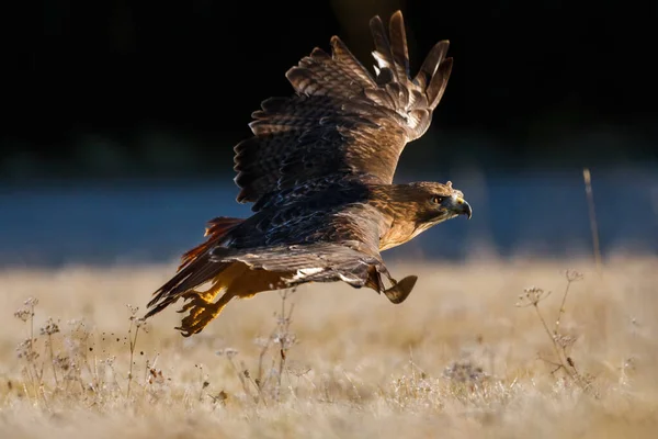 Hawk in flight at frosty sunrise. Red-tailed hawk, Buteo jamaicensis, taking off from frosted grass on forest meadow. Flying bird of prey. Wildlife from beautiful autumn nature. Habitat North America.