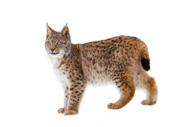 Luchs beyaz arka planda izole edilmiş. Genç Avrasyalı vaşak, Lynx vaşak, ormanda kürkünde kar taneleriyle yürüyor. Doğadaki güzel vahşi kedi. Benekli turuncu kürklü şirin bir hayvan. Yırtıcı hayvan..