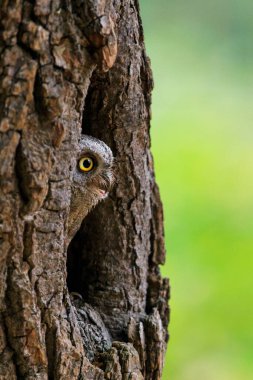Avrupa baykuşu avlar, Otus güpegündüz ağaç deliğinde saklanır. Küçük baykuş, büyük sarı gözleri göstererek bagajdan dışarı bakar. Avrasya baykuşu olarak da bilinir. Vahşi yaşam sahnesi. Doğada sabah.