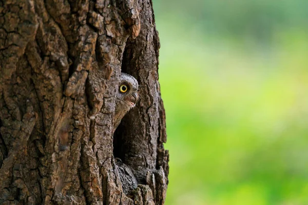 ヨーロッパのスクープフクロウ オタススクープは 日の出に木の穴に隠されています 大きな黄色の目を示すトランクから小さなフクロウの目 ユーラシア スコップ ボウルとも呼ばれる鳥 野生動物のシーン 自然の中で朝 — ストック写真
