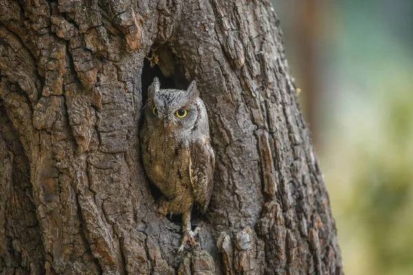 European Scops Owl Otus Scops Hidden Tree Hole Sunrise Small — Stock Photo, Image