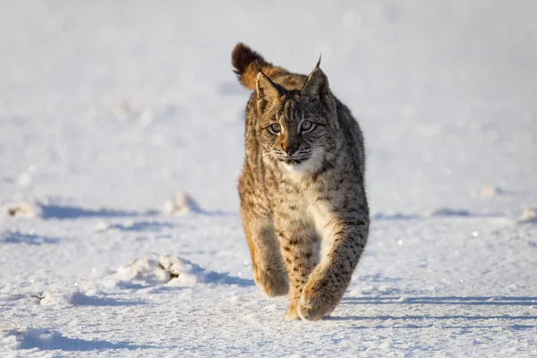 Lynx Amanecer Helado Joven Lince Eurasiático Lince Lince Camina Prado — Foto de Stock